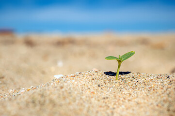 Plant growing in the desert sand