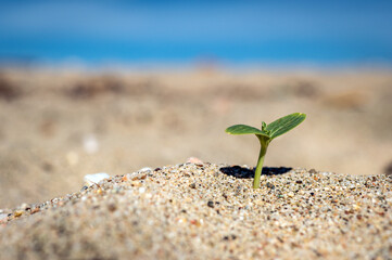 Plant growing in the desert sand