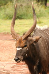 Naklejka na ściany i meble Close up profile portrait of a adult male nyala antelope, South Africa