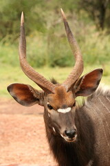 Naklejka na ściany i meble Close up profile portrait of a adult male nyala antelope, South Africa