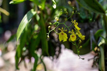 Obraz premium Close up photo of beautiful orchid in the park