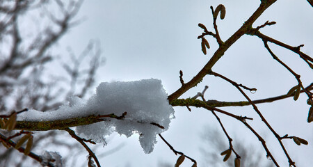 A clump of snow clings to a hazel branch with catkins
