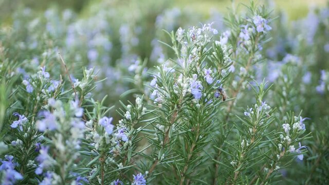 Rosemary salvia herb in garden, California USA. Springtime meadow romantic atmosphere, morning wind, delicate pure greenery of aromatic sage. Spring fresh garden or lea in soft focus. Flowers blossom.