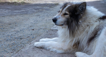 Beautiful purebred dog lies on the ground outdoors
