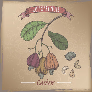 Anacardium occidentale aka cashew branch and nuts color sketch on vintage background. Culinary nuts series.