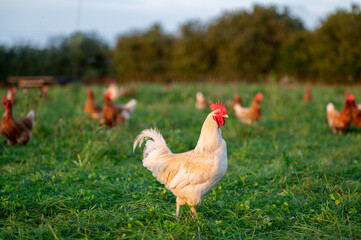 Huhn, Hahn oder Henne auf einer grünen Wiese. Selektive Schärfe. Im Hintergrund mehrere Hühner unscharf