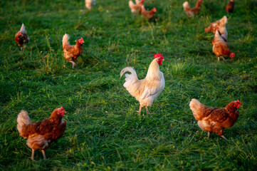 Huhn, Hahn oder Henne auf einer grünen Wiese. Selektive Schärfe. Im Hintergrund mehrere Hühner unscharf