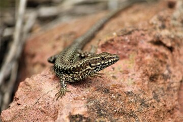 lézard, reptile, faune, gros plan, sauvage, rocher, queue, queue de lézard, yeux, peau, macro, brun, écaille, gecko, nature, pattes, 