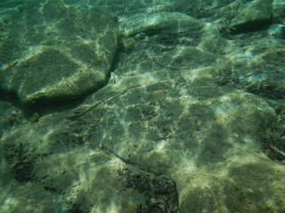 Die Unterwasserwelt bei Özdere, Türkei