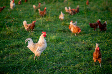 Huhn, Hahn oder Henne auf einer grünen Wiese. Selektive Schärfe. Im Hintergrund mehrere Hühner unscharf