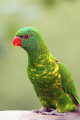 The scaly-breasted lorikeet (Trichoglossus chlorolepidotus), portrait. Portrait of a green parrot.