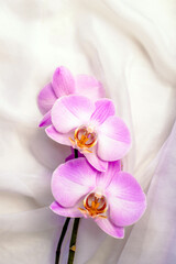 The branch of purple orchids on white fabric background
