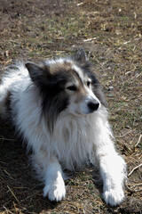 Beautiful purebred dog lies on the ground outdoors
