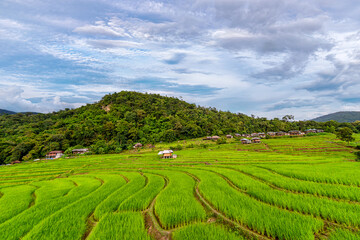 Fototapeta na wymiar Scenery of the terraced rice fields at Ban Pa Pong Piang in Chiang Mai, Thailand.