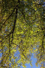 Close-up of birch branches with yellow foliage on a blue sky background. Autumn or fall abstract background. September 2021