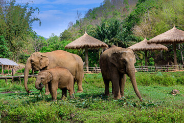 Asia elephant family live in the elephant camp in Chiang Mai, © nuwatphoto