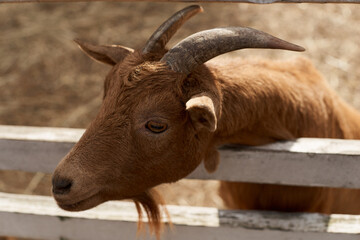 Goats on the farm behind wooden fence are waiting for food. Benefits of Goat Milk. Selective focus. Close up.
