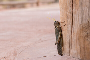 grasshopper resting