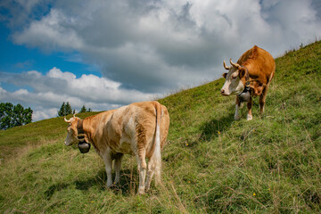 Beautiful swiss cows. Alpine meadows. farm.