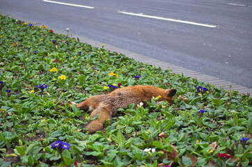 Dead fox lying by a road, London, United Kingdom.