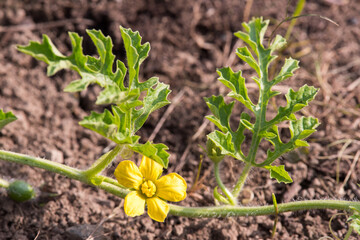 Sprig of watermelon in the garden. Yellow watermelon flower and young leaves.
