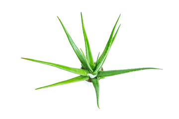 Aloe Vera plant isolated on white background