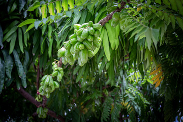 Averrhoa bilimbi (commonly known as bilimbi, cucumber tree, or tree sorrel)