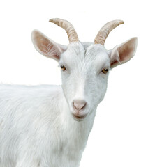 Head of white goat isolated. Goat on white background.