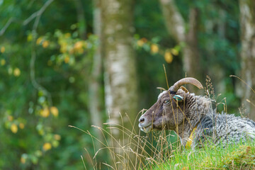 Selected focus on a male sheep in the grass.