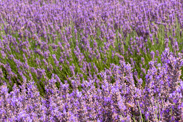 Fototapeta na wymiar The lavender filed - landscape 