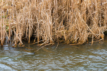 Sea grass at the Vilnia river in Vilnius.