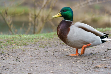 Male mallard, anas platyrhynchos, walking on the road.