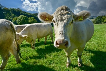 Charolais-Rinder des Ökobauern auf der Weide im süddeutschen Mittelgebirge, Odenwald, Hessen, Deutschland
