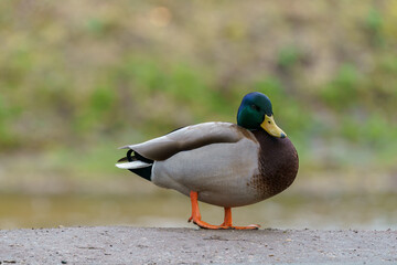 Male mallard, anas platyrhynchos, walking on the road.