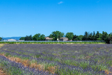 Panoramic view on lavender field in Provence, Vaucluse, France, Europe