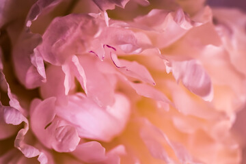 Fototapeta premium Botanical concept, invitation card - Soft focus, abstract floral background, pale pink peony flower petals. Macro flowers backdrop for holiday brand design