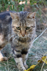Fototapeta premium Portrait of a sad wild cat 