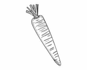 Drawing, engraving, ink, line art, vector illustration carrot organic vegetable vegetarian concept in silhouette on a white background.