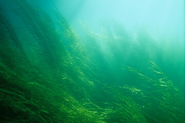 Water Star-grass underwater in the St. Lawrence river