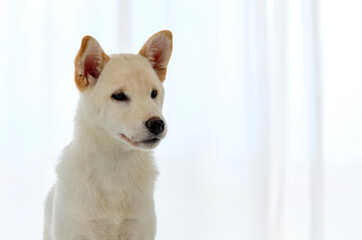 White Shiba Inu Japanese pedigree adorable puppy staying on bed in bedroom. Pet Lover concept. animal portrait with copy space