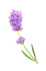 Obraz premium Flower violet lavender herb isolated on white background.