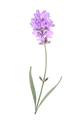 Naklejka premium Flower violet lavender herb isolated on white background.