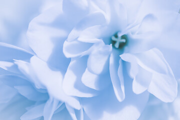 White double jasmine flowers in the garden. Close-up floral background in blue tones