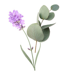 Flower violet lavender herb and green leaves eucalyptus