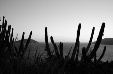 Cactos no contraluz com mar ao fundo.