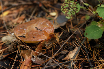 edible mushroom grows in autumn close-up