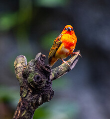 Red fody (Foudia madagascariensis) perched on a branch