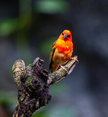 Red fody (Foudia madagascariensis) perched on a branch
