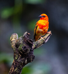 Red fody (Foudia madagascariensis) perched on a branch