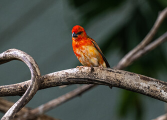 Red fody (Foudia madagascariensis) perched on a branch